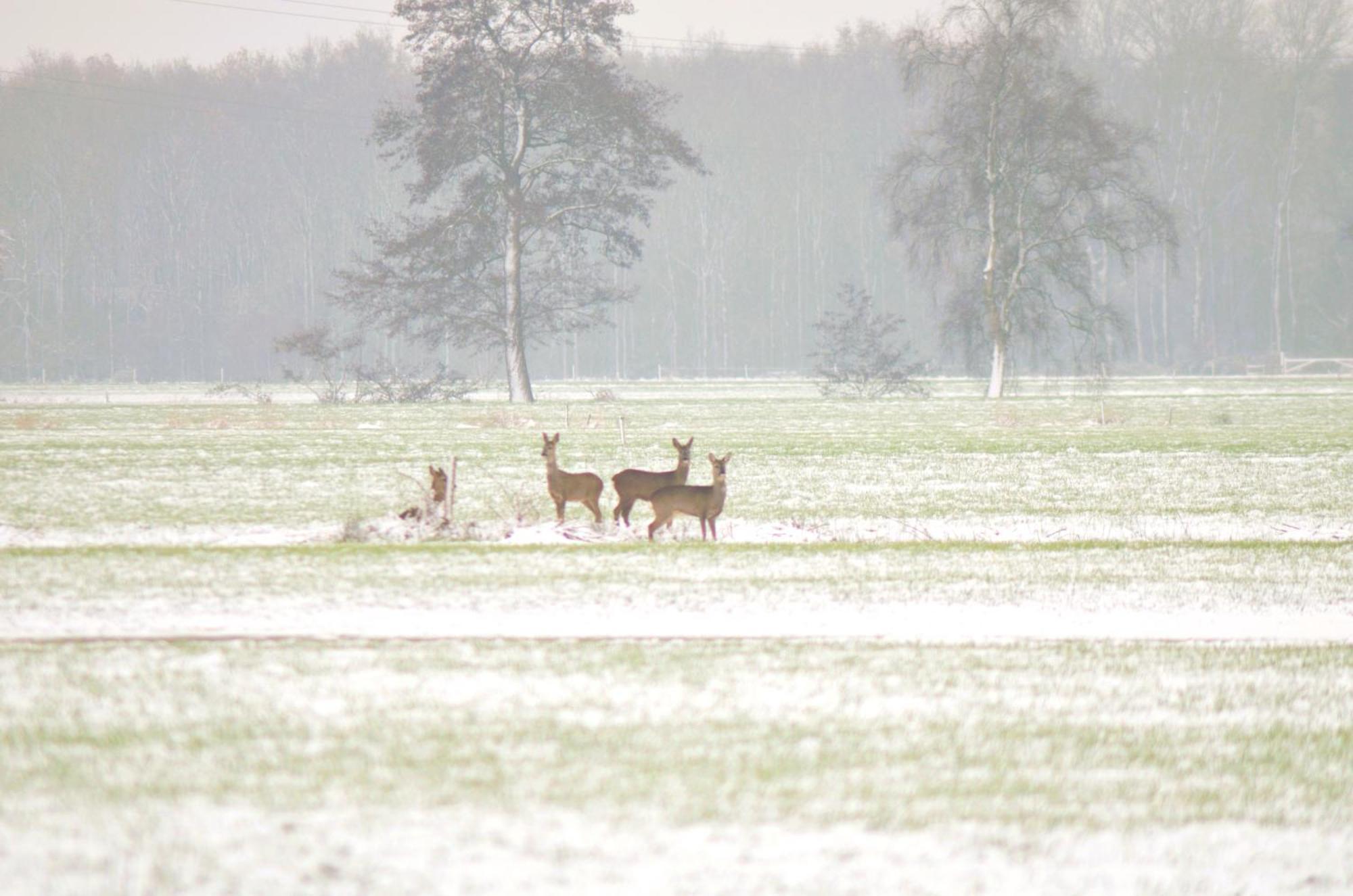 Prive In Een Bosrijke Omgeving Welkom Bij Gastenverblijf Het Ontsnapte Schaap In Jubbega ภายนอก รูปภาพ